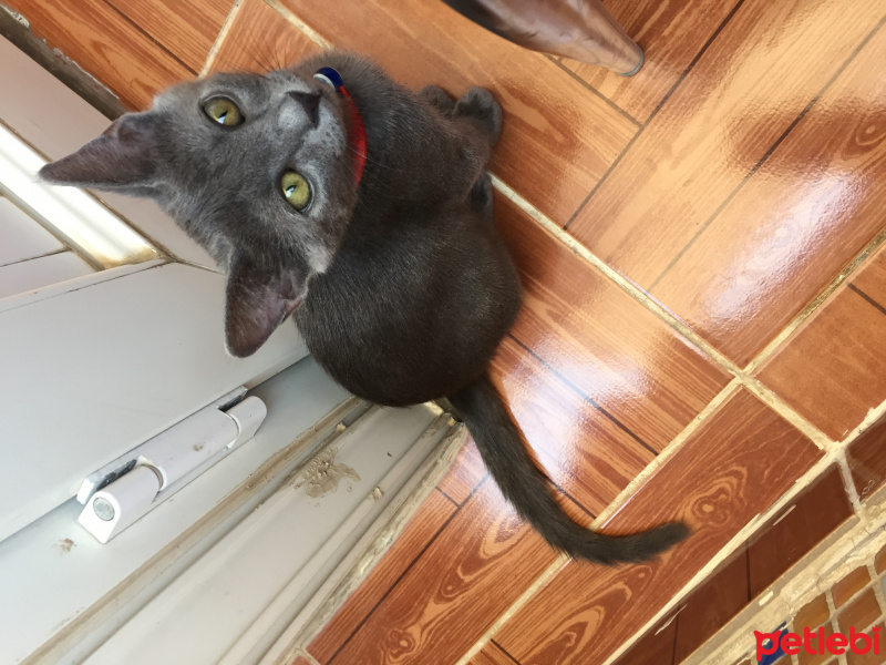 British Shorthair, Kedi  Peri fotoğrafı