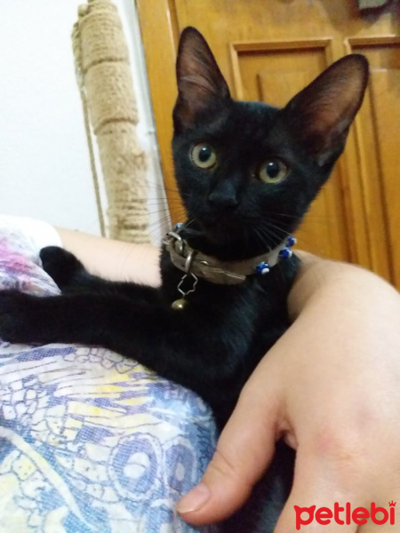 Tekir Kedi, Kedi  KARADUT fotoğrafı