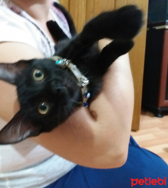 Tekir Kedi, Kedi  KARADUT fotoğrafı