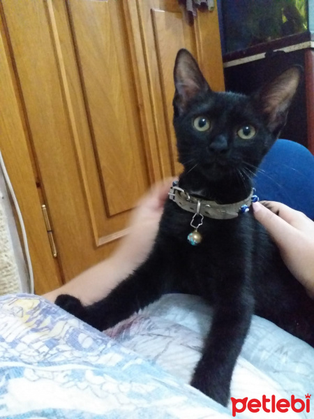 Tekir Kedi, Kedi  KARADUT fotoğrafı