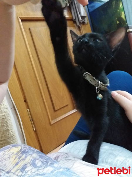 Tekir Kedi, Kedi  KARADUT fotoğrafı