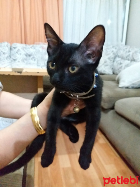 Tekir Kedi, Kedi  KARADUT fotoğrafı