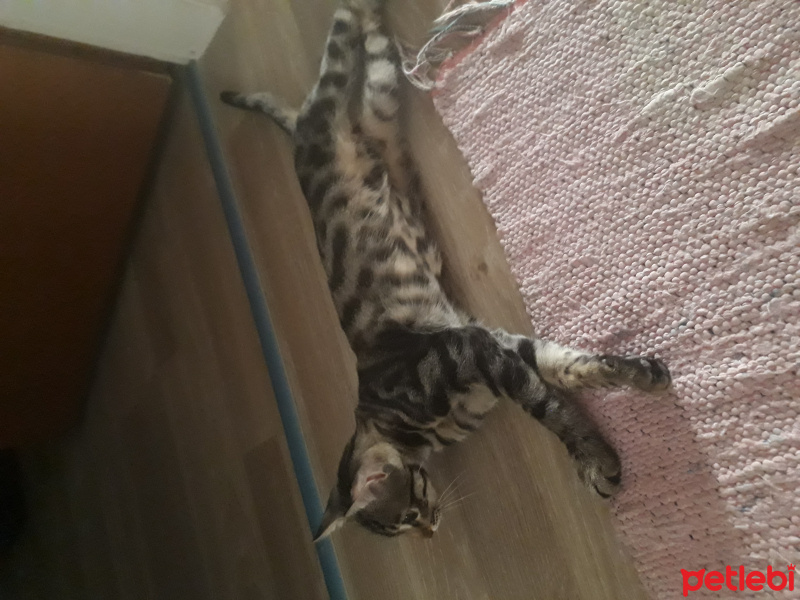 Tekir Kedi, Kedi  Patik fotoğrafı