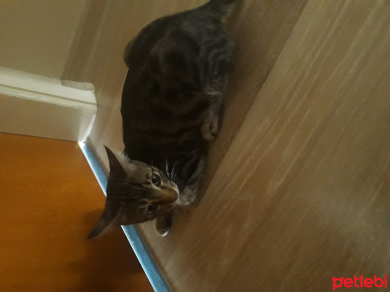 Tekir Kedi, Kedi  Patik fotoğrafı