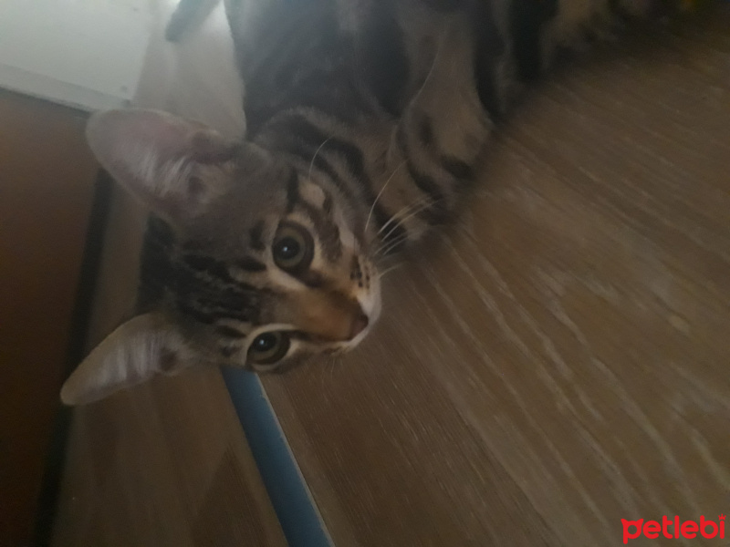 Tekir Kedi, Kedi  Patik fotoğrafı