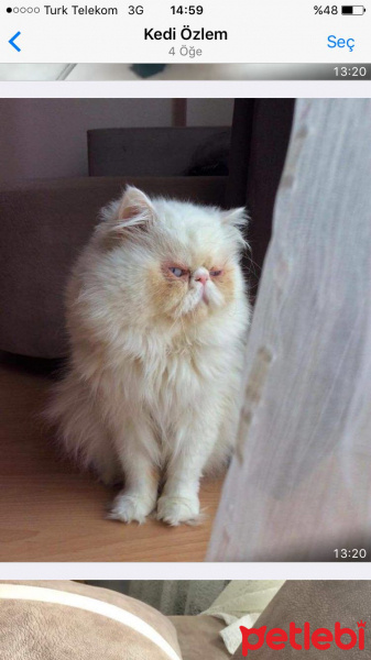 İran Kedisi (Persian), Kedi  Carlos fotoğrafı