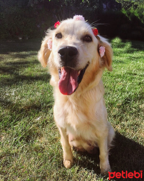 Golden Retriever, Köpek  Mathilda fotoğrafı