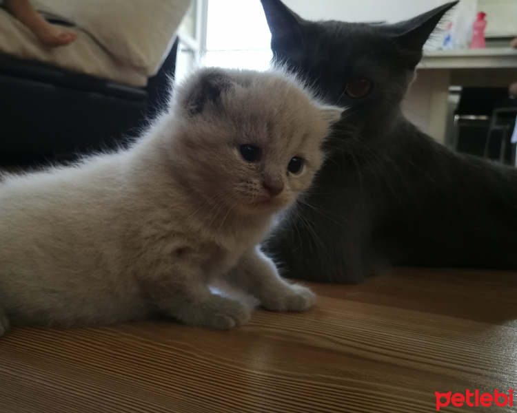 British Shorthair, Kedi  Mocha fotoğrafı