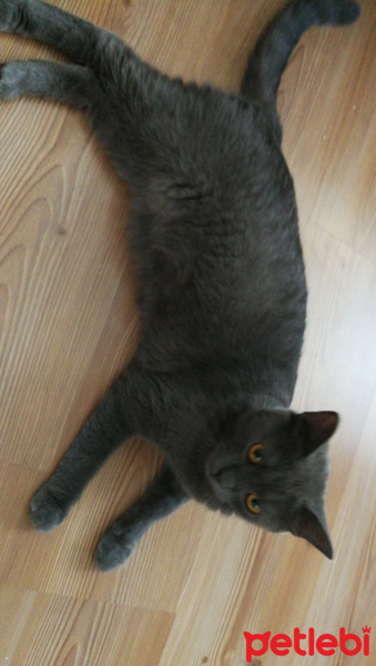 British Shorthair, Kedi  Mocha fotoğrafı