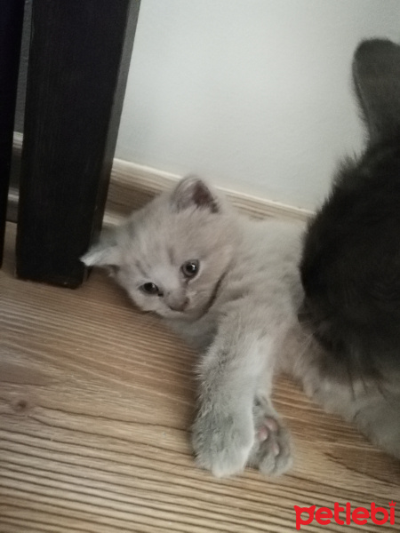British Shorthair, Kedi  Sütçük fotoğrafı