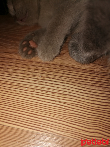 British Shorthair, Kedi  Sütçük fotoğrafı
