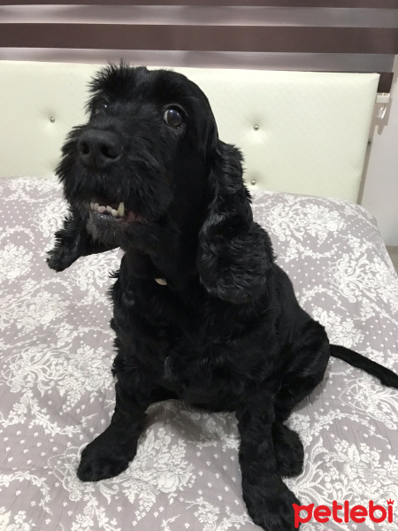 İngiliz Cocker Spaniel, Köpek  Hera fotoğrafı