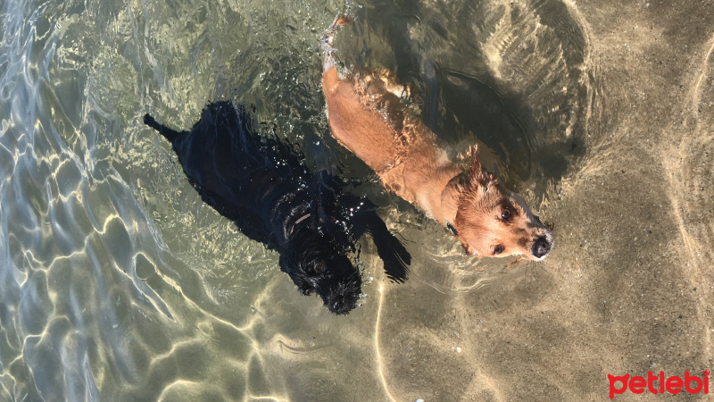 İngiliz Cocker Spaniel, Köpek  Hera fotoğrafı