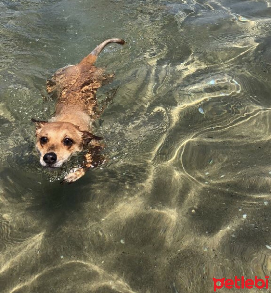 Chihuahua, Köpek  Lady fotoğrafı