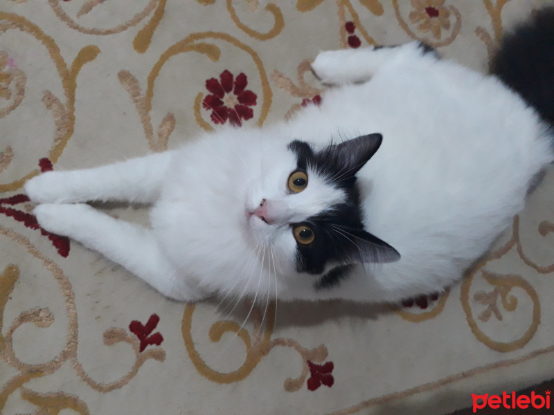 Tuxedo (Smokin) Kedi, Kedi  Bambam fotoğrafı