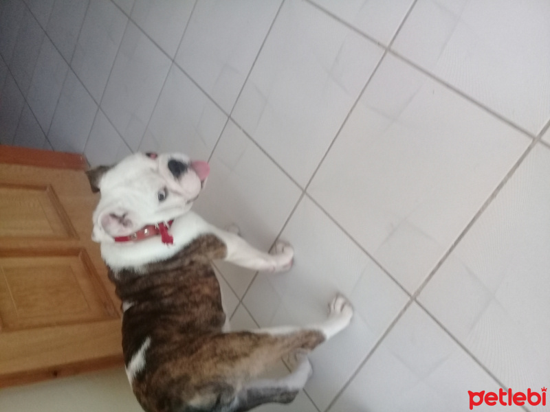 İngiliz Bulldog, Köpek  Simon fotoğrafı