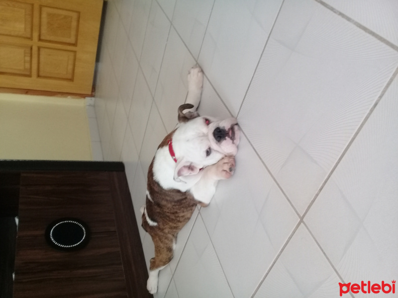 İngiliz Bulldog, Köpek  Simon fotoğrafı