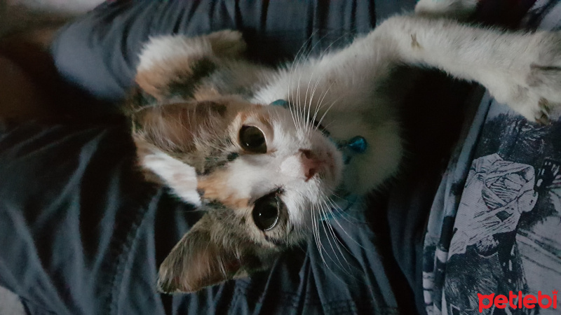 Tekir Kedi, Kedi  SİPSİ fotoğrafı