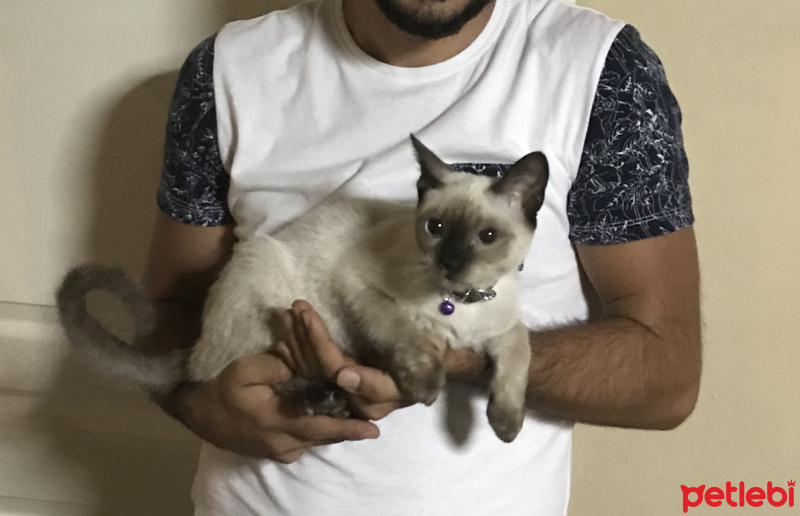 Siyam Kedisi, Kedi  Bihter fotoğrafı