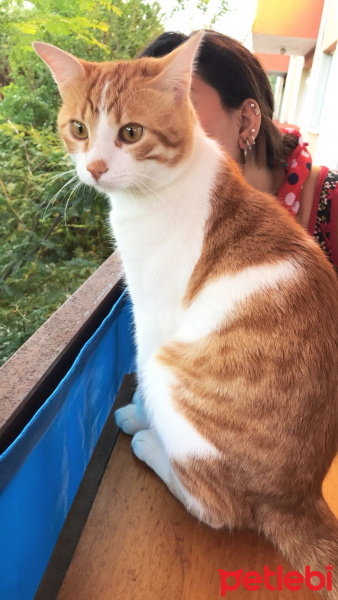 Tekir Kedi, Kedi  Tarcin fotoğrafı