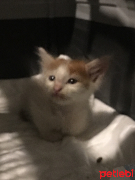 Tekir Kedi, Kedi  Seyid fotoğrafı