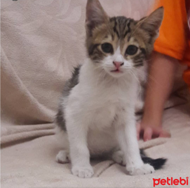 Ankara Kedisi, Kedi  Boncuk fotoğrafı