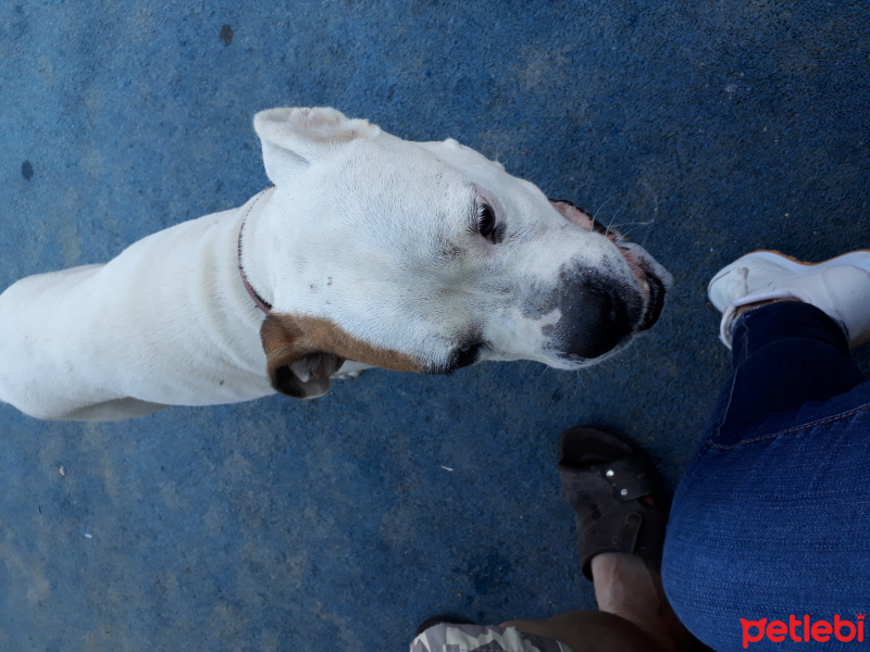Boxer, Köpek  Miya fotoğrafı