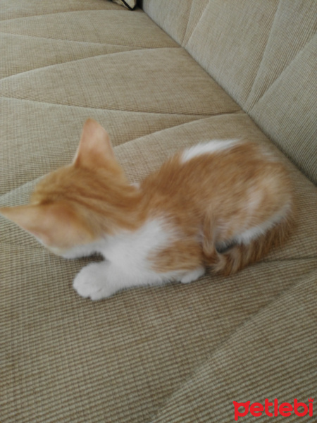 Tekir Kedi, Kedi  Daha ad koymadık fotoğrafı
