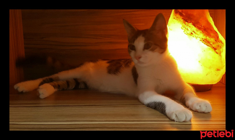 Tekir Kedi, Kedi  Tama fotoğrafı