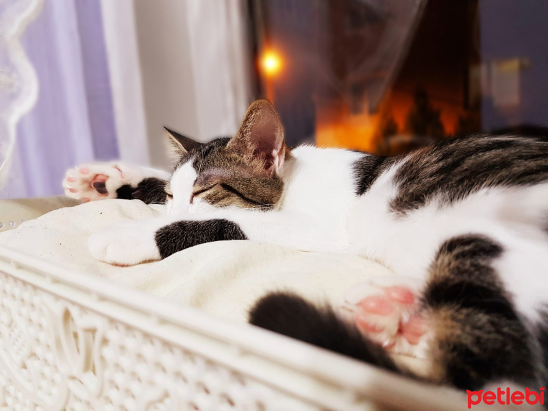 Tekir Kedi, Kedi  Tama fotoğrafı