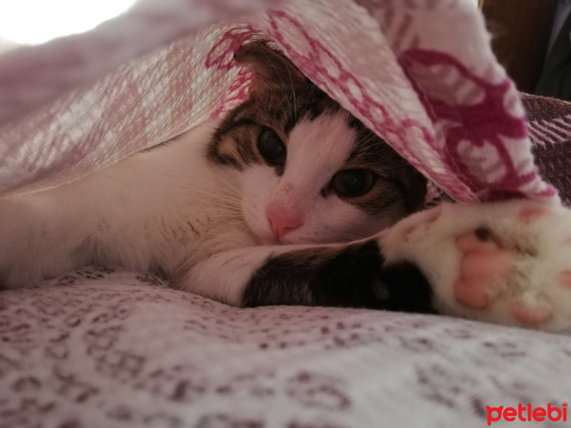 Tekir Kedi, Kedi  Tama fotoğrafı