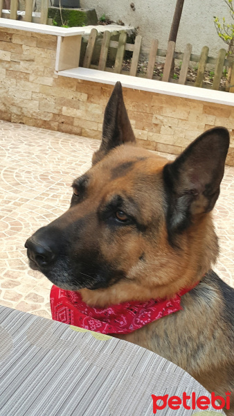 Alman Çoban Köpeği, Köpek  Hanım fotoğrafı