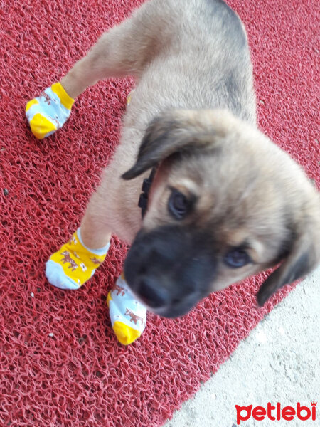 Kangal, Köpek  Köfte fotoğrafı