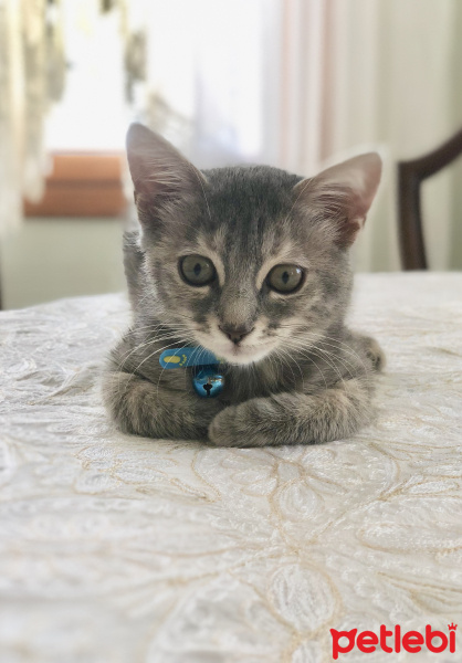 Tekir Kedi, Kedi  Venüs fotoğrafı