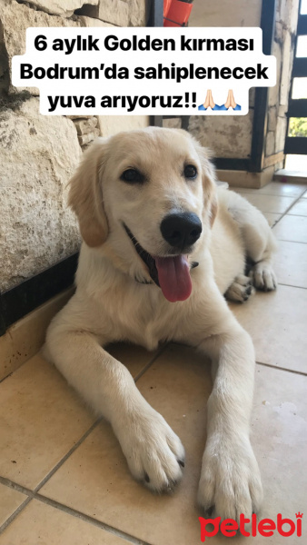 Golden Retriever, Köpek  Minnak fotoğrafı