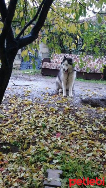 Sibirya Kurdu (Husky), Köpek  Milka fotoğrafı