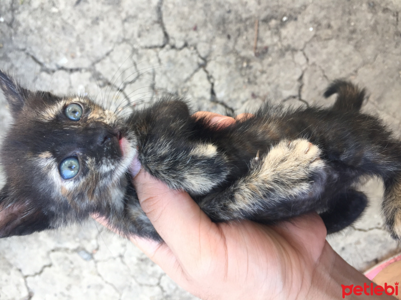 Tekir Kedi, Kedi  1 aylik minikler yeni yuvasini ariyor. fotoğrafı