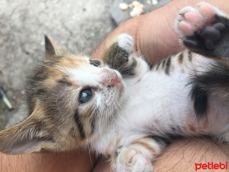 Tekir Kedi, Kedi  1 aylik minikler yeni yuvasini ariyor. fotoğrafı