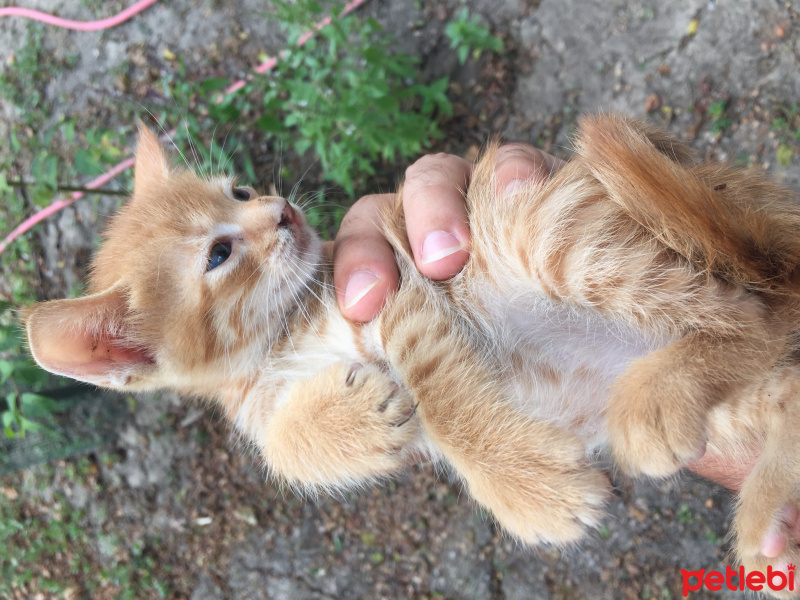Tekir Kedi, Kedi  1 aylik minikler yeni yuvasini ariyor. fotoğrafı