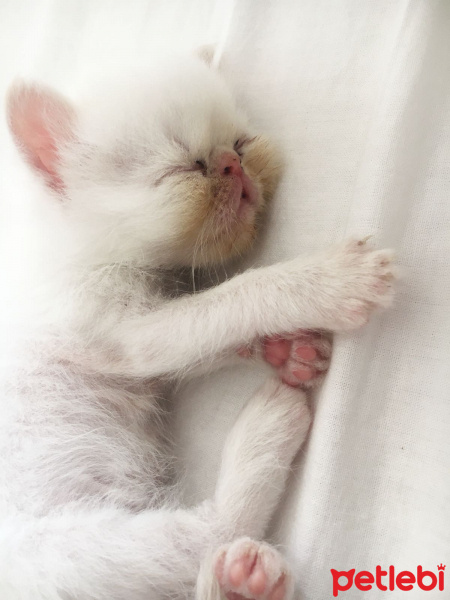 İran Kedisi (Persian), Kedi  Çakıl fotoğrafı