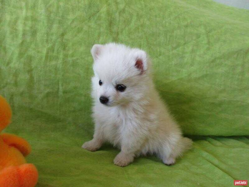 Pomeranyalı, Köpek  Zilli fotoğrafı