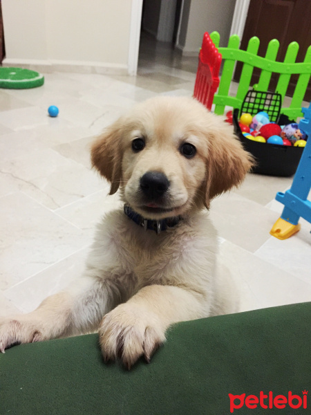 Golden Retriever, Köpek  Gofret fotoğrafı