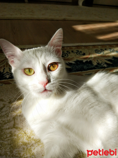 Ankara Kedisi, Kedi  Evet fotoğrafı