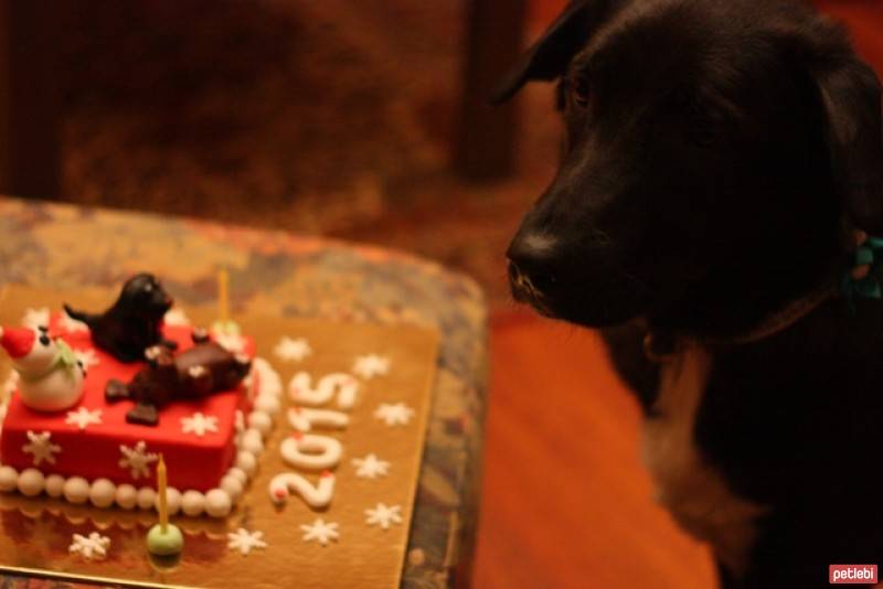 Sokö (Sokak Köpeği), Köpek  Çiçek fotoğrafı