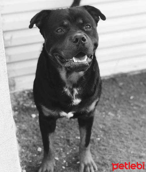 Rottweiler, Köpek  Çavuş fotoğrafı