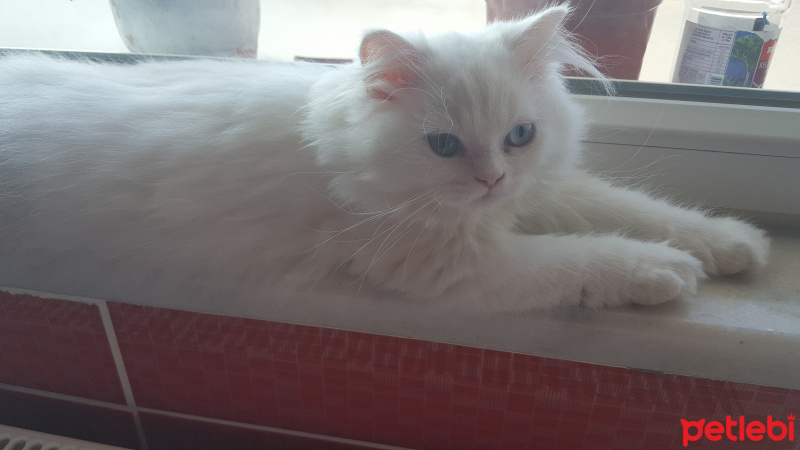 İran Kedisi (Persian), Kedi  Asya fotoğrafı