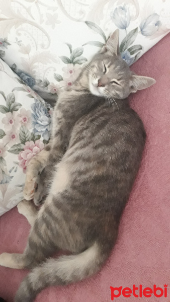 American Keuda, Kedi  minik fotoğrafı