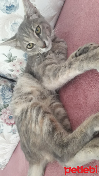 American Keuda, Kedi  minik fotoğrafı