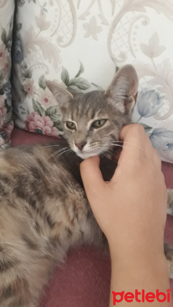 American Keuda, Kedi  minik fotoğrafı