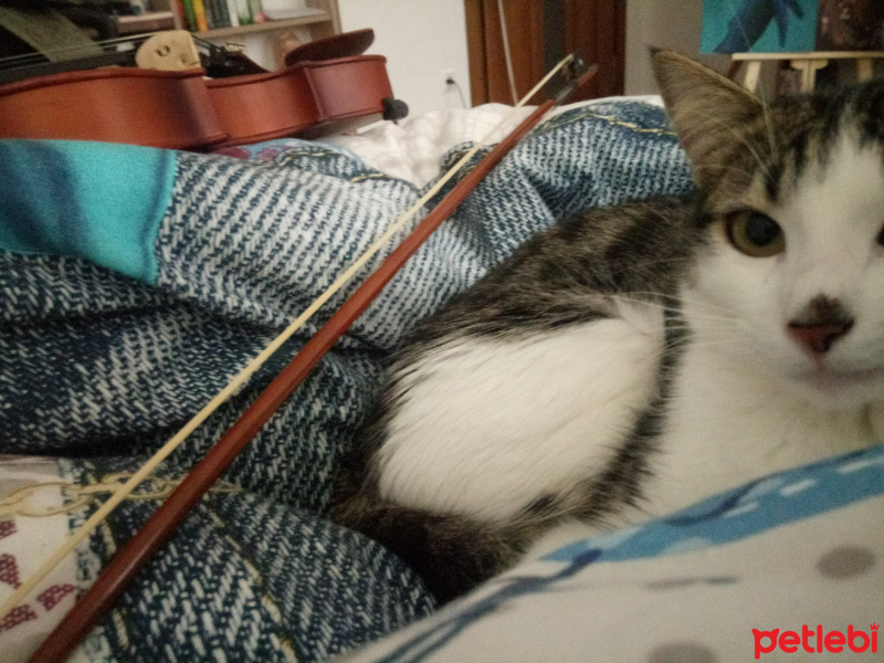 Tekir Kedi, Kedi  Luna fotoğrafı